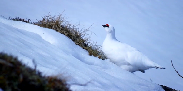 White On White-Austria