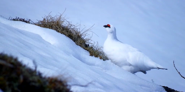 White On White-Austria photo