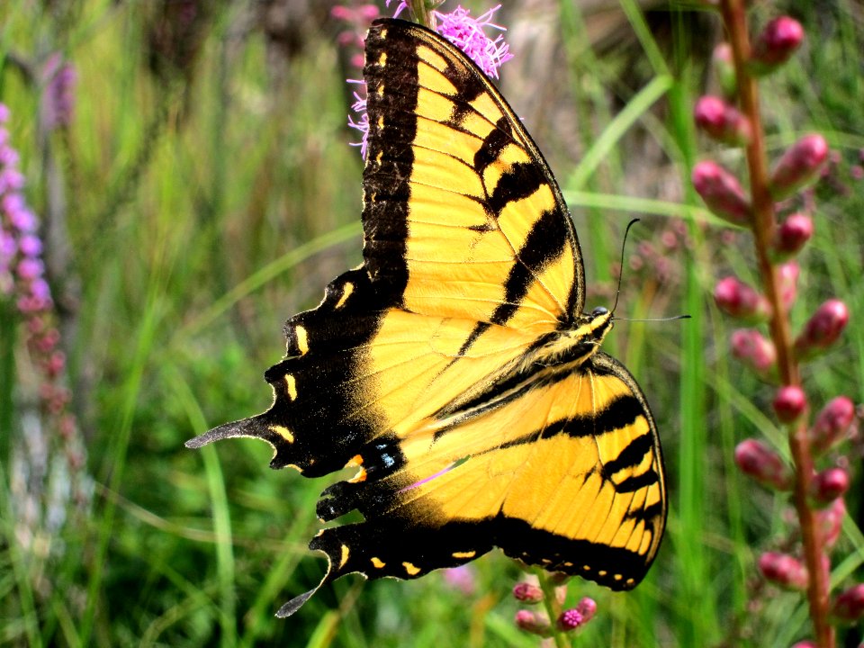 Tiger Swallowtail