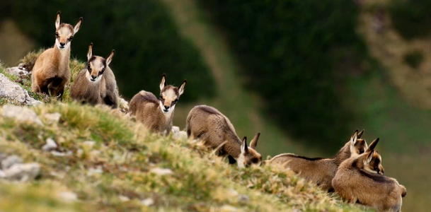 Nursery Babies Chamois-Austria