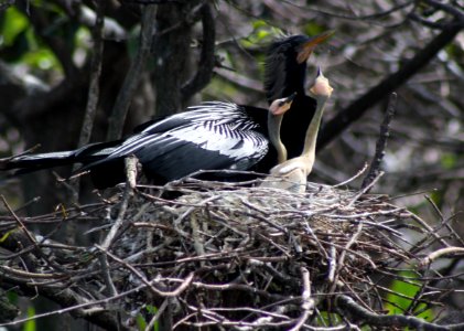 Male Anhinga on a nest