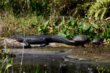 gator and turtle