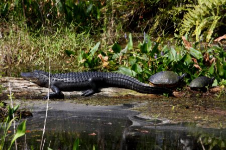 gator and turtle photo