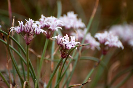 Wild Onion