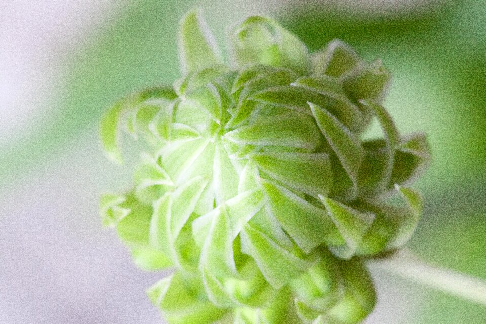 Plant allium flower