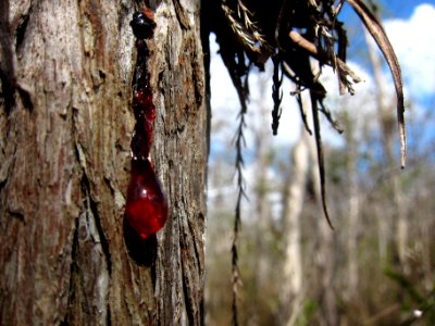 red cypress sap
