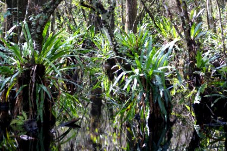 fakahatchee strand