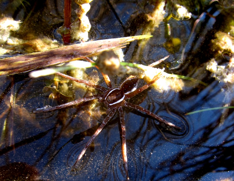 spider