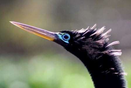 Male Anhinga