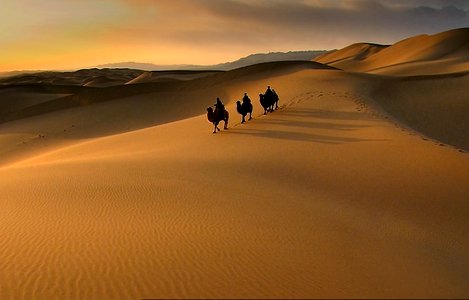 Camel Caravan-Mongolia