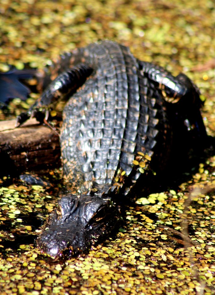 uncomfortable gator