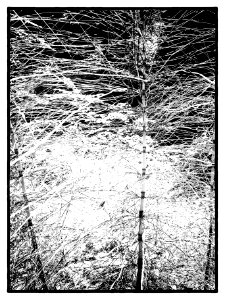P1080229 schachtelhalm-efex