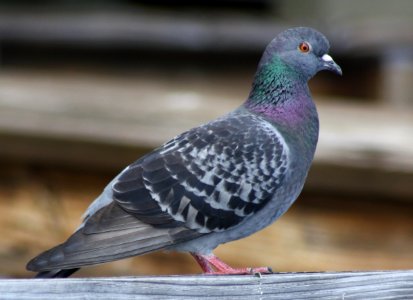 rock pigeon photo