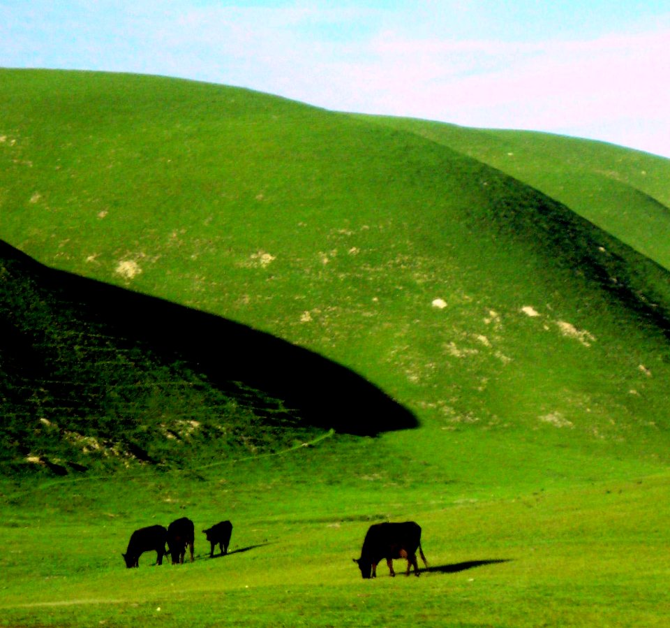 The Green, Green Grass of California