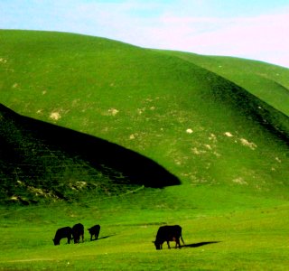 The Green, Green Grass of California