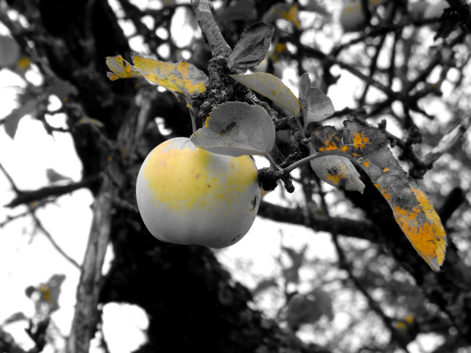 DSC02149 apfel gelb