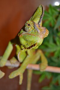 Pet green yemen chameleon photo