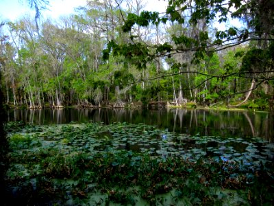 Spring-fed Silver River