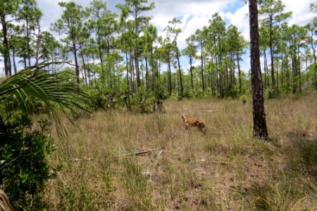 20160525 FP243 release 3 cr Mark Lotz FWC