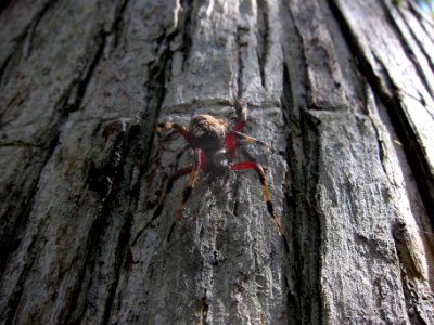 spider