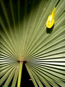 Exotic palm tree palm fronds photo