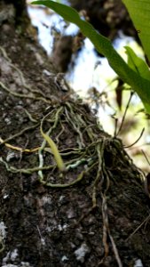 Ghost Orchid seed pod