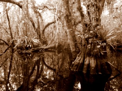 barnes strand