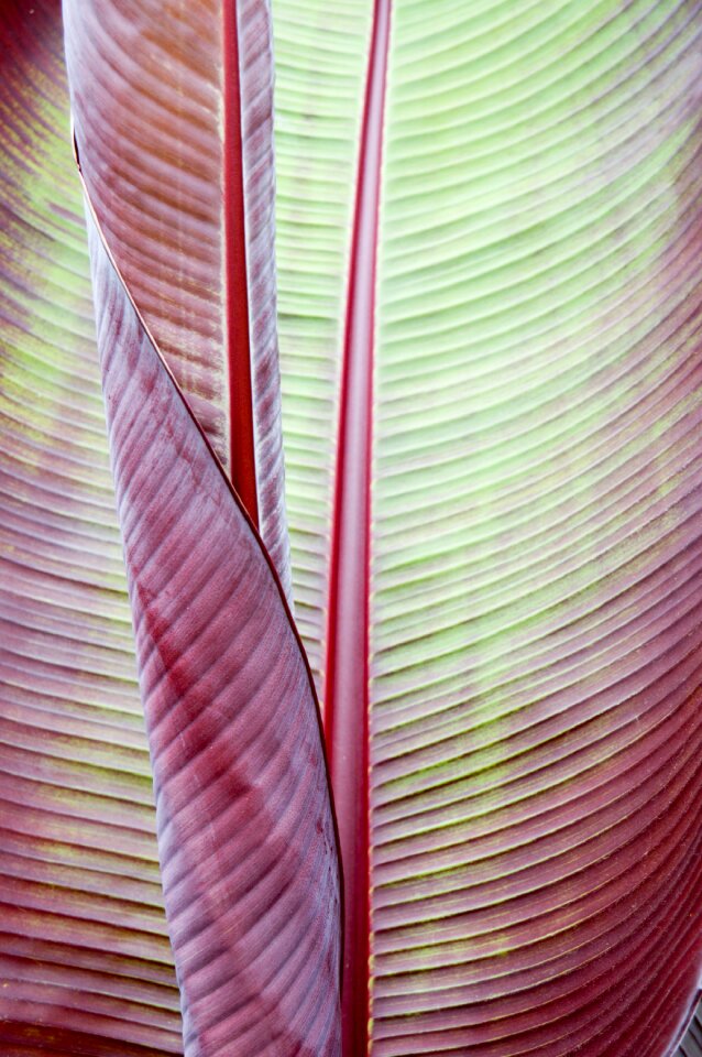 Tropical texture background