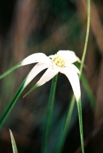 White Bracted Sedge photo