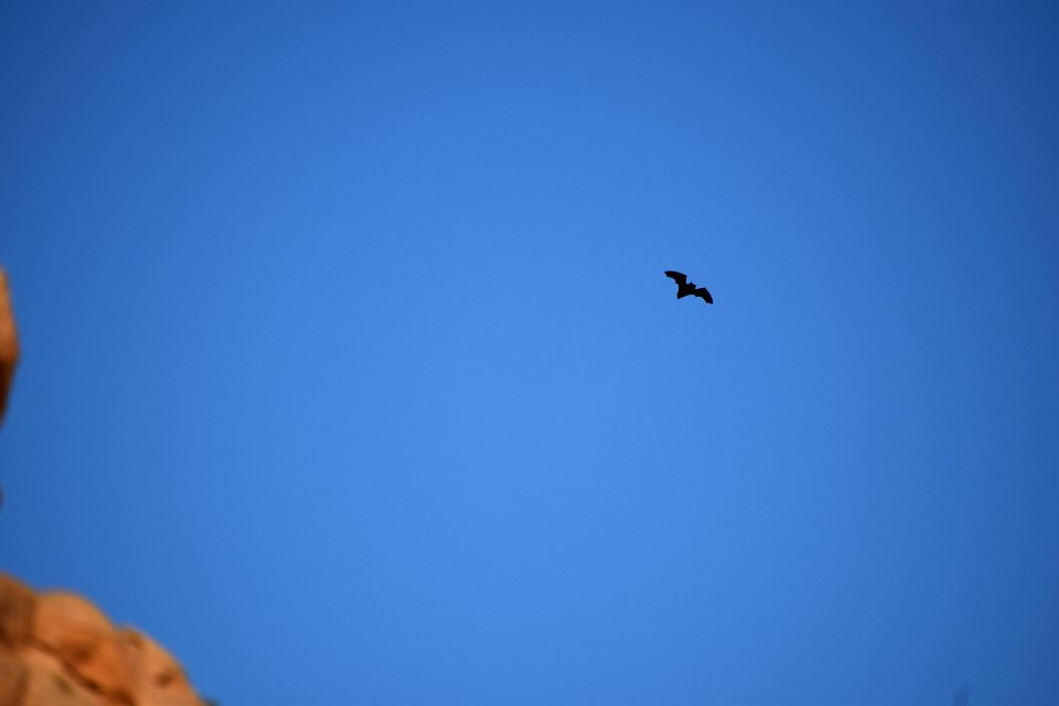 Bat at Dusk