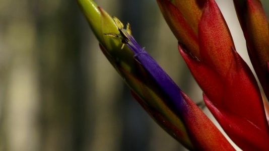 tillandsia fasiculata flower photo