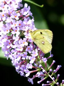 Spring beauty insect photo