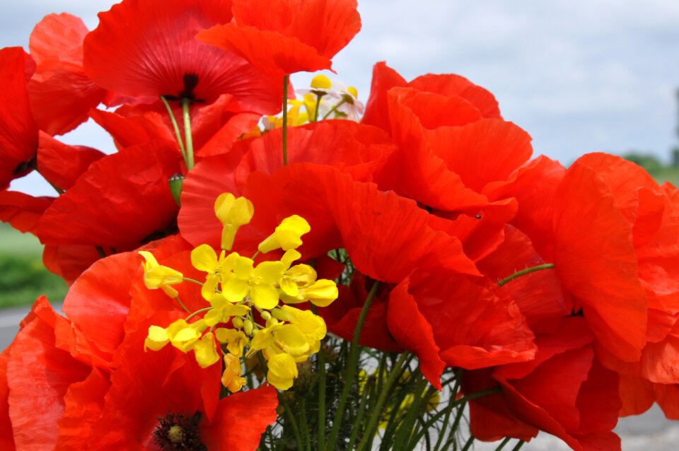 Poppy nature meadow flower