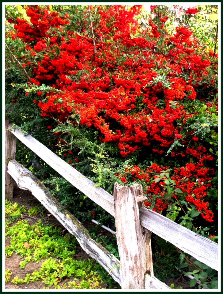 Christmas Berry Bush, WInter Red