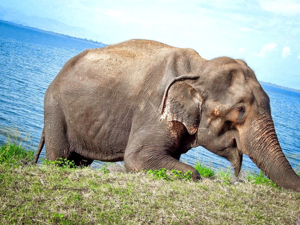 Sri Lankan wild elephant
