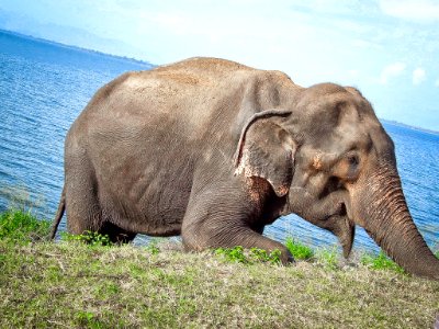 Sri Lankan wild elephant