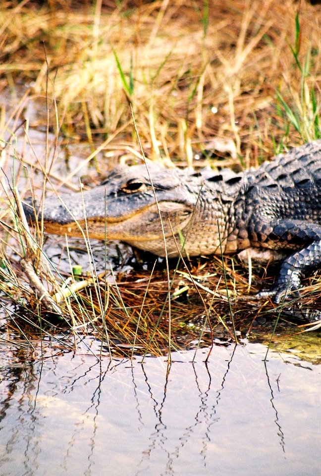 Alligator