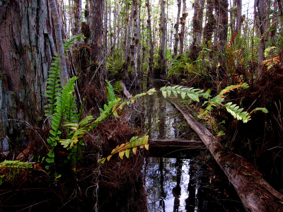 Oasis wet walk trail