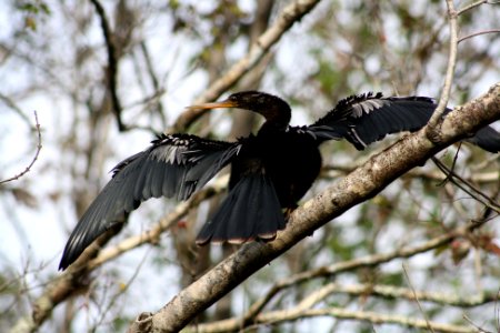 anhinga photo