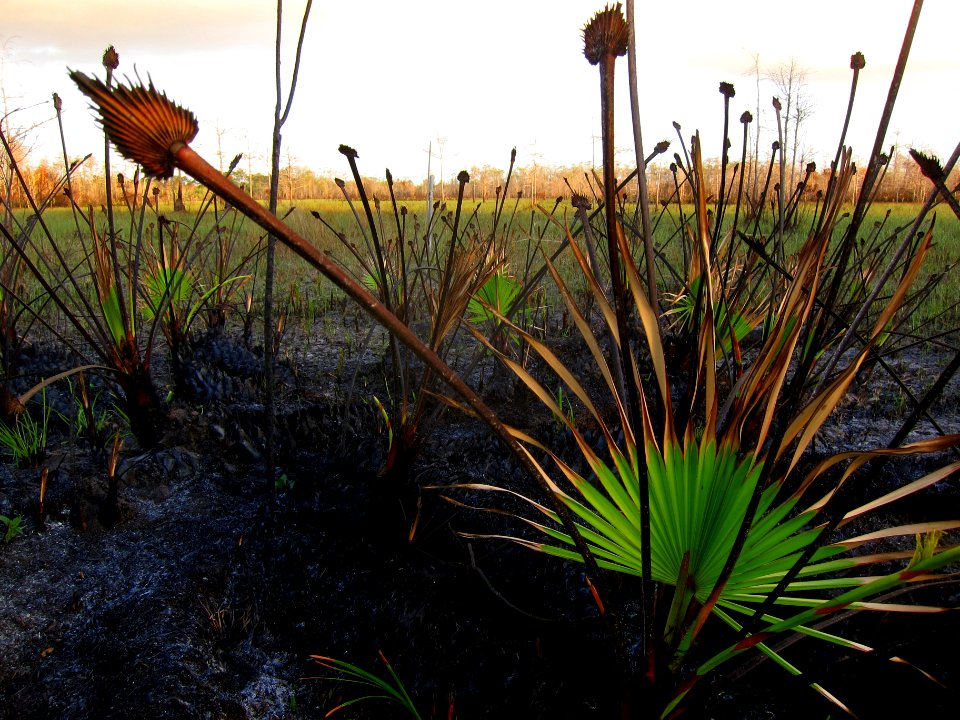 Saw Palmetto After Fire