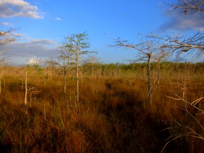 Afternoon in a dwarf cypress prairie photo