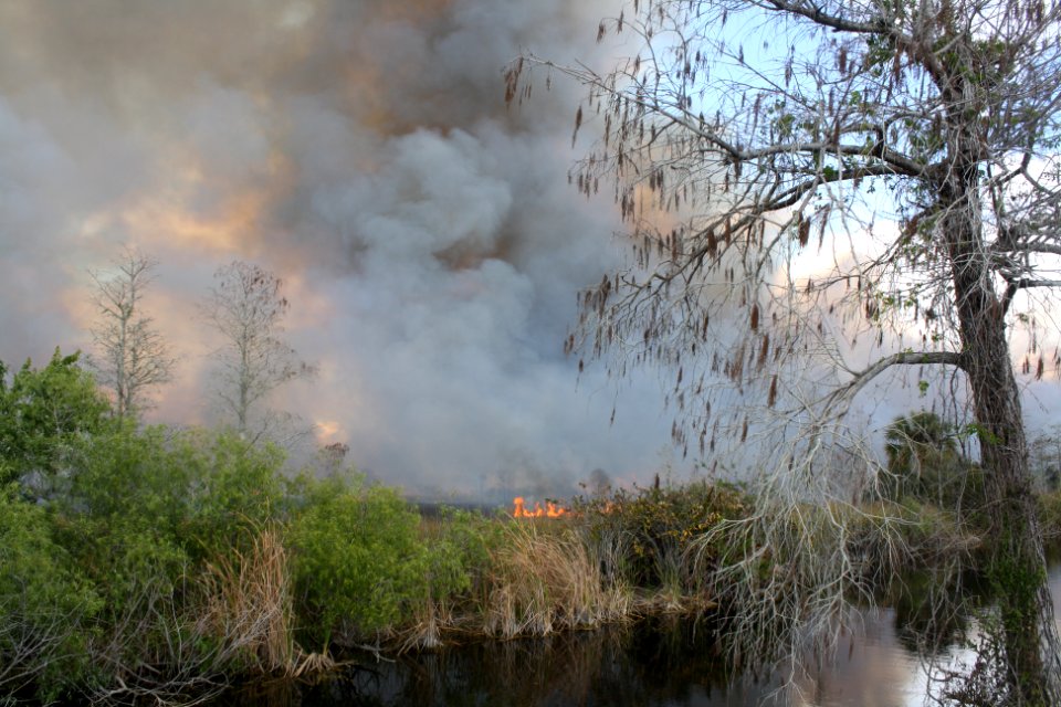 prescribed burn across from HQ