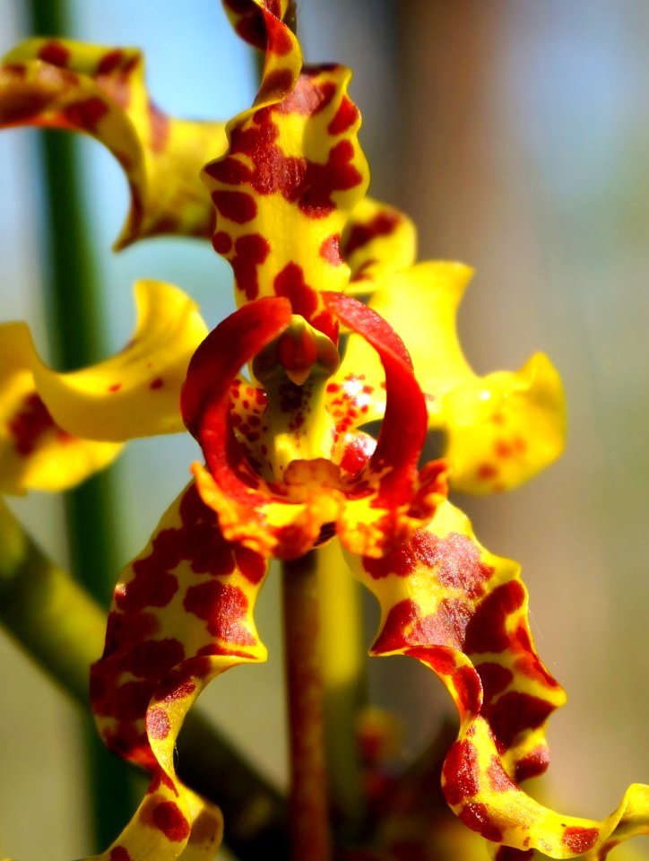Cowhorn Orchid