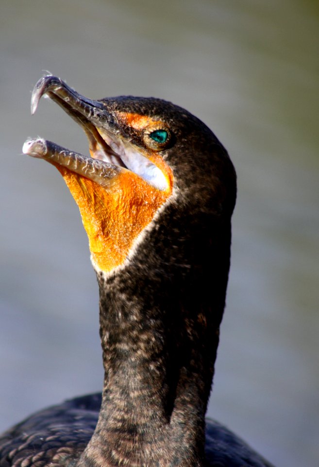 Cormorant photo