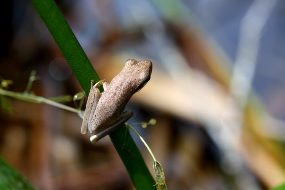 Green Tree Frog