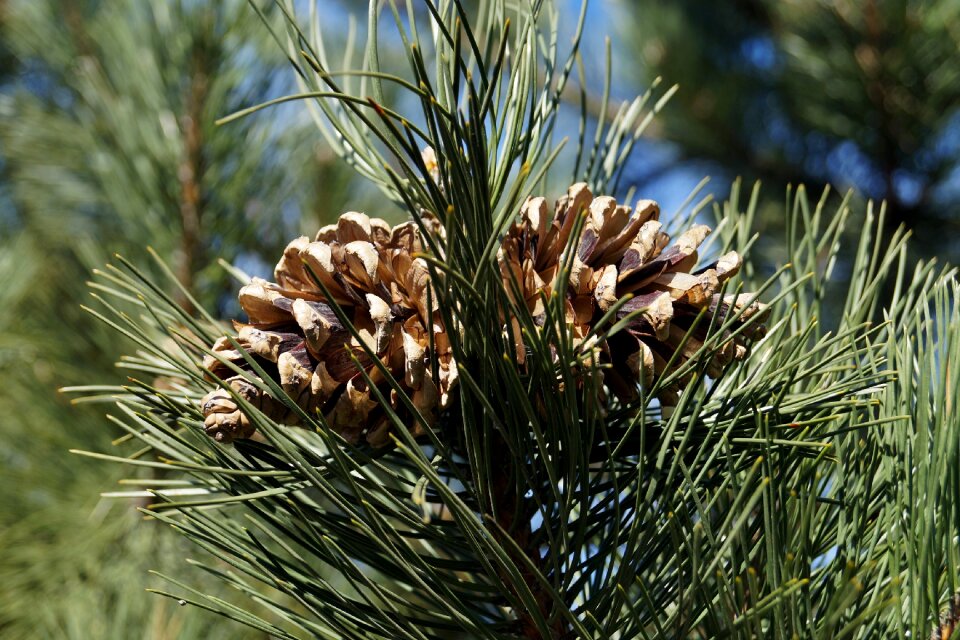 Forest evergreen tree cone