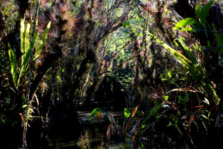 Pond Apple Swamp
