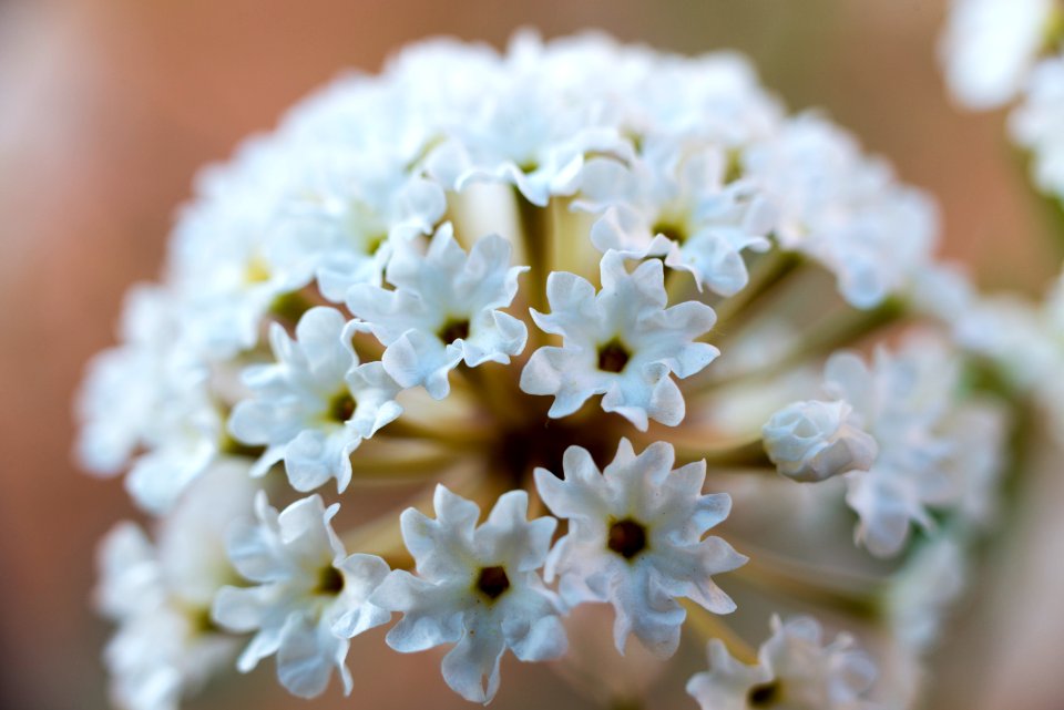 Sand Verbena (Abronia fragrans)