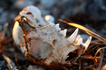 Bobcat Skull