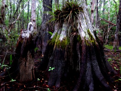 Cypress Buttress photo